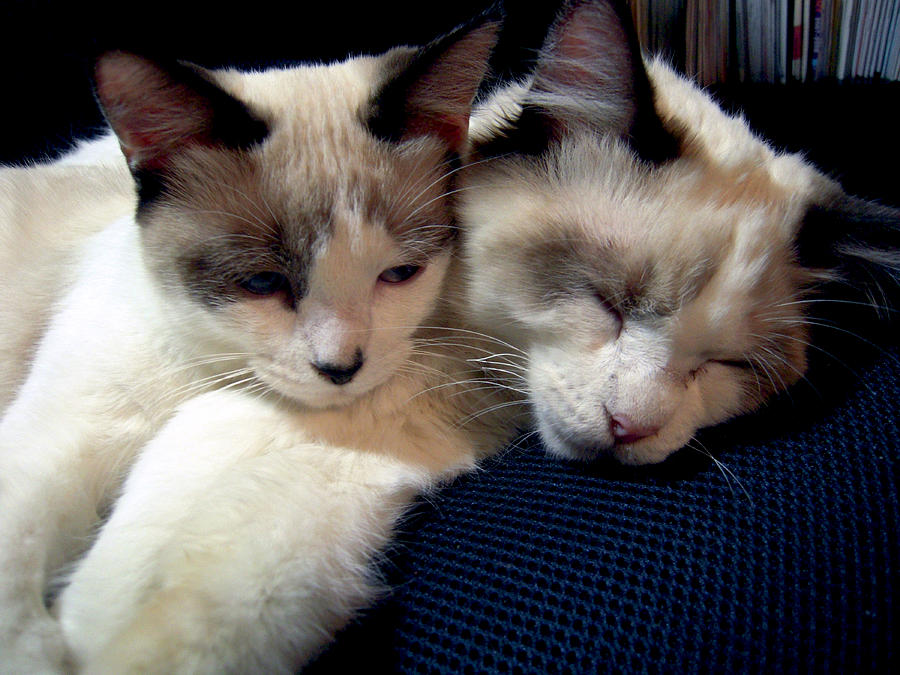 Cat Photograph - Kittens Brother and Sister by Michele Avanti