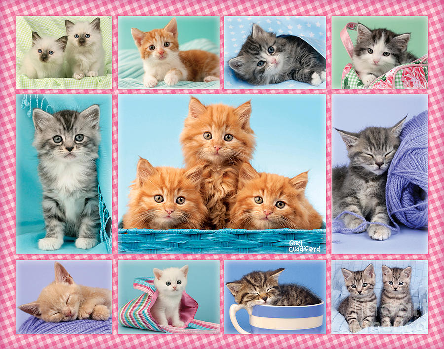 Animal Digital Art - Kittens Gingham Multi-pic by MGL Meiklejohn Graphics Licensing