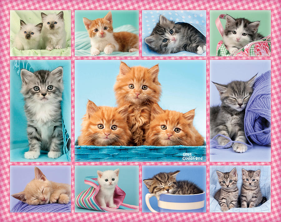 Animal Photograph - Kittens Gingham Multipic by MGL Meiklejohn Graphics Licensing