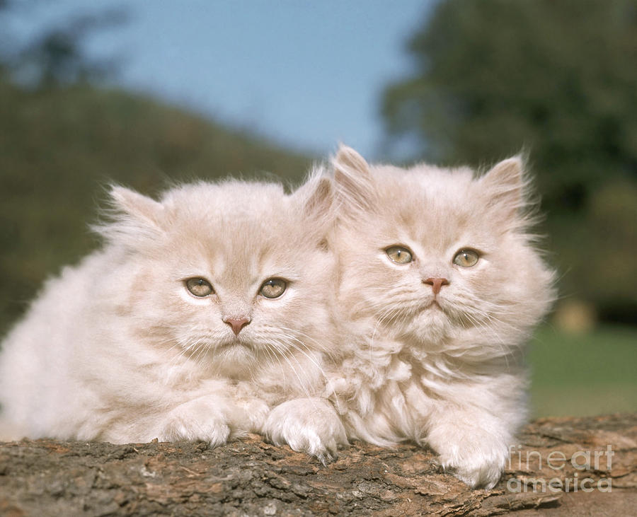 Animal Photograph - Kittens by Hans Reinhard