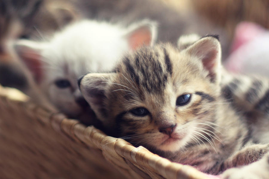 Kittens Photograph - Kittens in a Basket by Amy Tyler