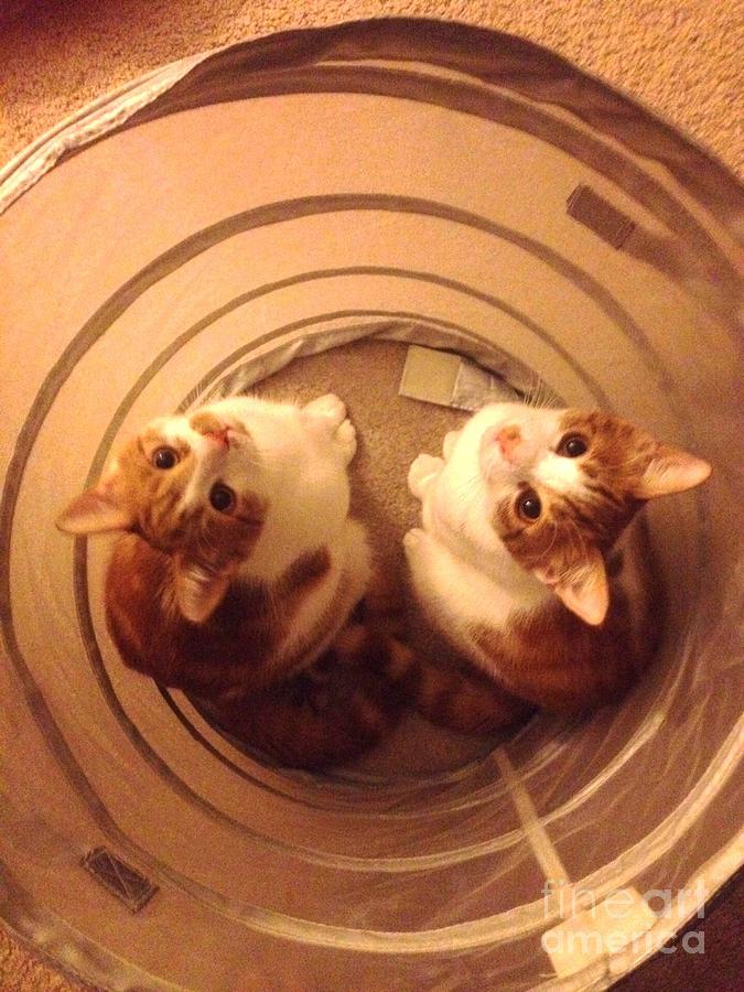 Cat Photograph - Kittens in a Basket by Andreea Bogdan
