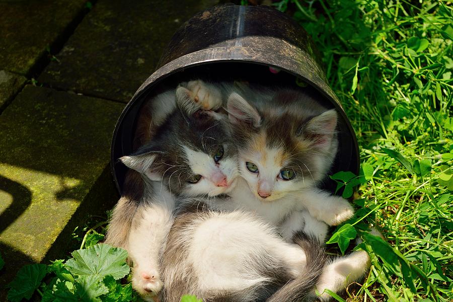 Kittens in a Bucket Photograph by Norman Gabitzsch