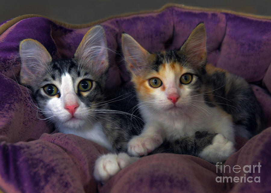 Cat Photograph - Kittens in a Purple Bed by Catherine Sherman