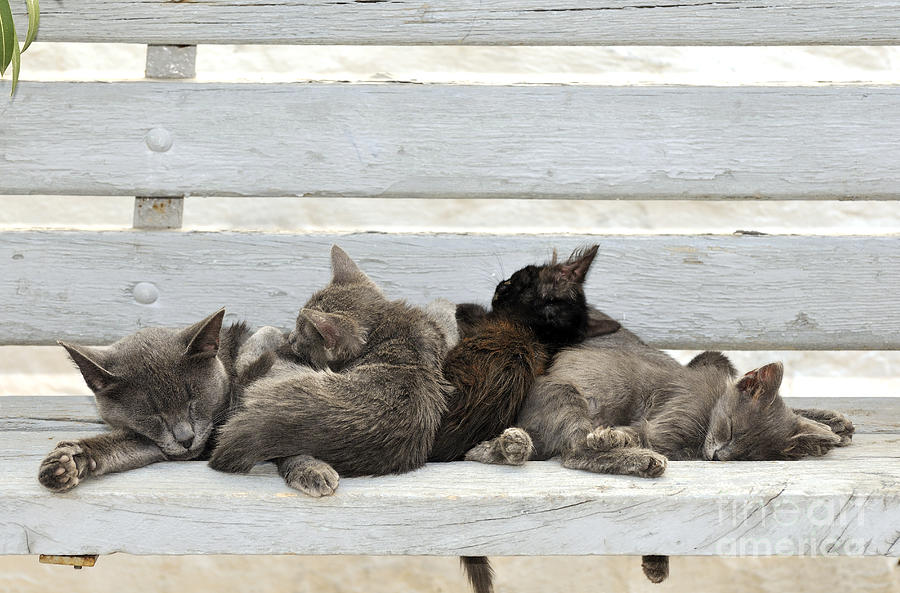 Stray Photograph - Kittens in Hydra island by George Atsametakis