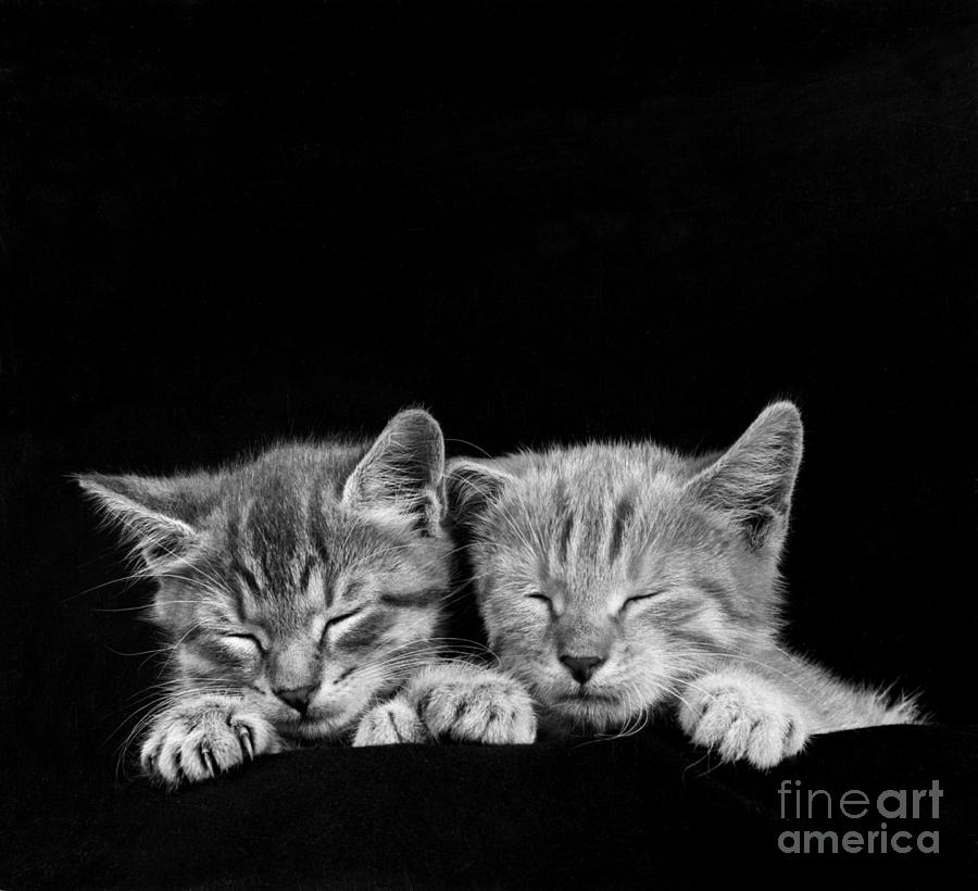 Kittens Photograph by Rapho Agence