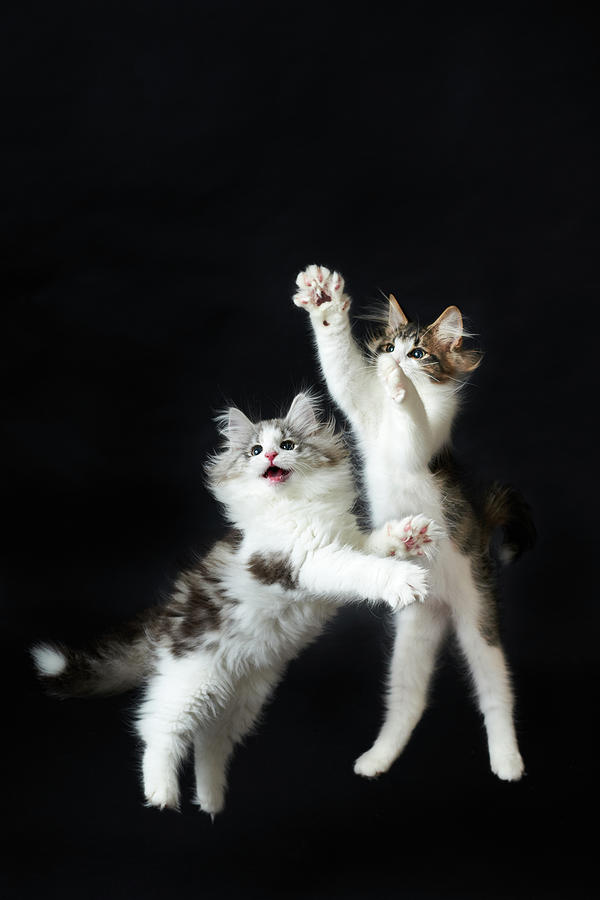 Kittens Photograph by Ryuichi Miyazaki