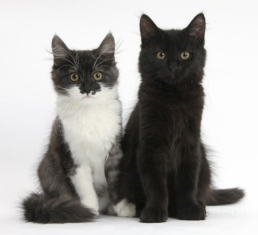 Kittens Sitting Photograph By Mark Taylor Pixels