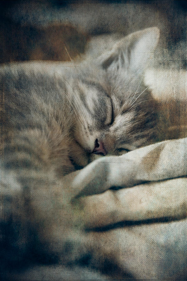 Kittens Sweet Dream #01 Photograph by Loriental Photography