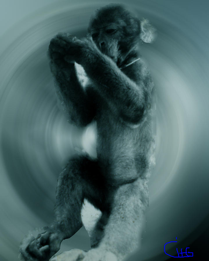 Kitterly Monkey  Photograph by Colette V Hera Guggenheim