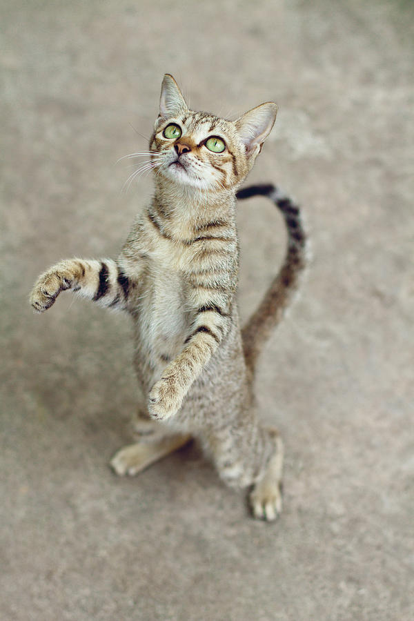 Kittie Standing On Two Legs Photograph by Nga Nguyen
