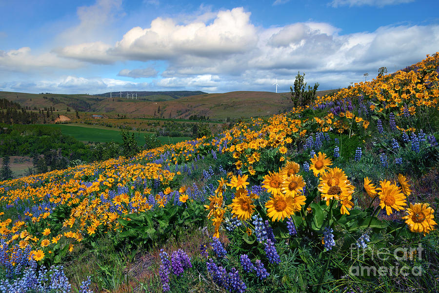 Spring Photograph - Kittitas Valley Color Explosion by Michael Dawson