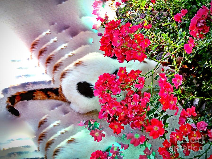 Kitty Bouquet Photograph by Phyllis Kaltenbach