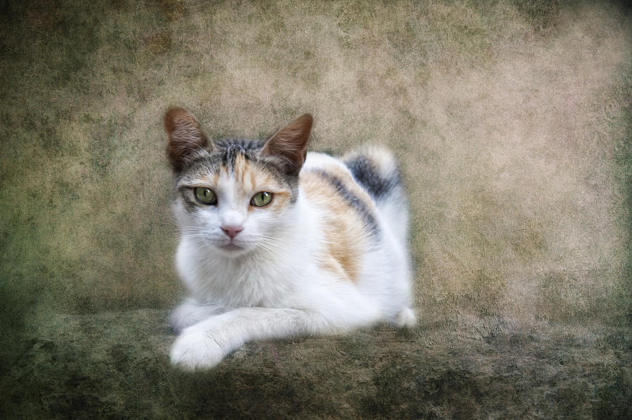 Cat Photograph - Kitty Cat by Claudia Moeckel