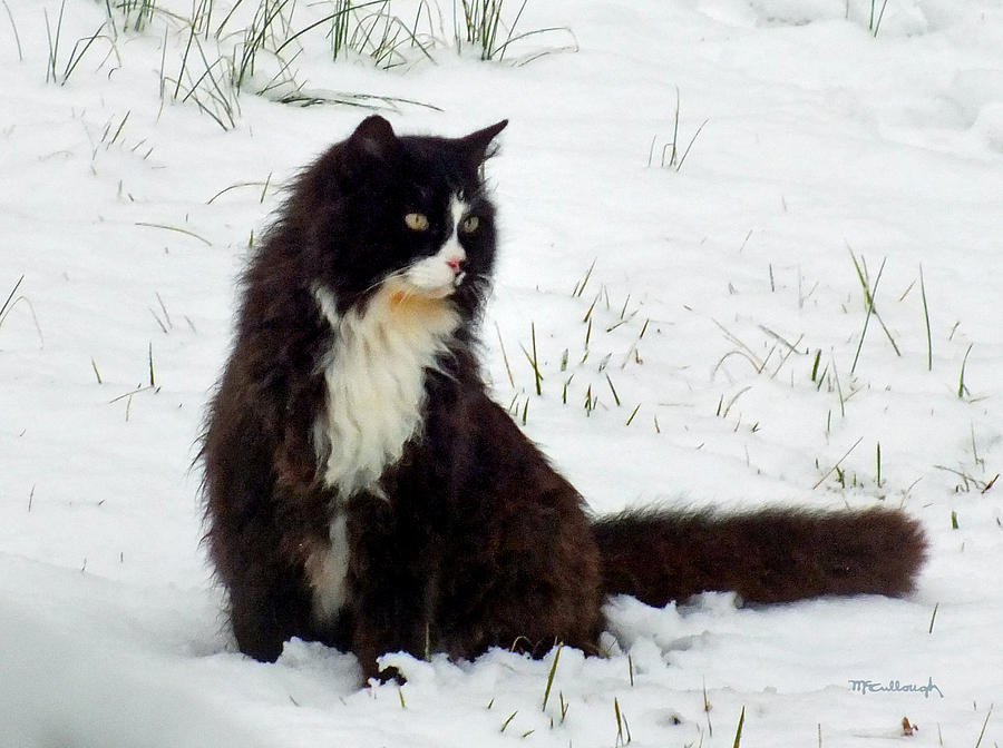 Kitty Cat in the Snow Photograph by Duane McCullough