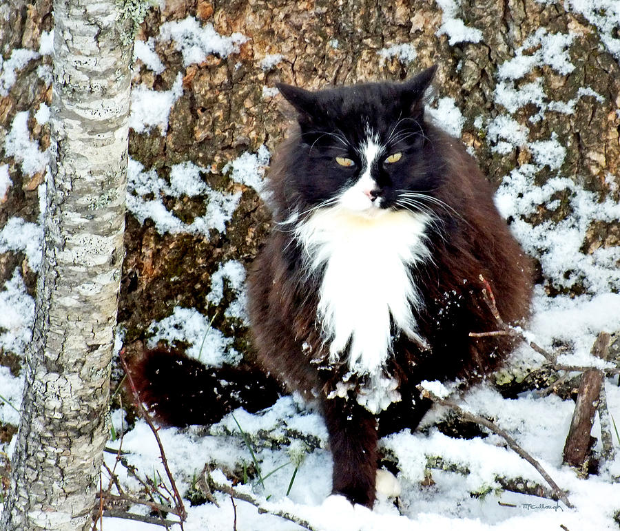 Kitty Cat in the Snow next to Tree Photograph by Duane McCullough