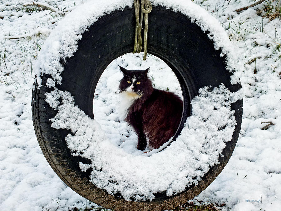 Kitty Cat through the SnowyTire Swing Photograph by Duane McCullough