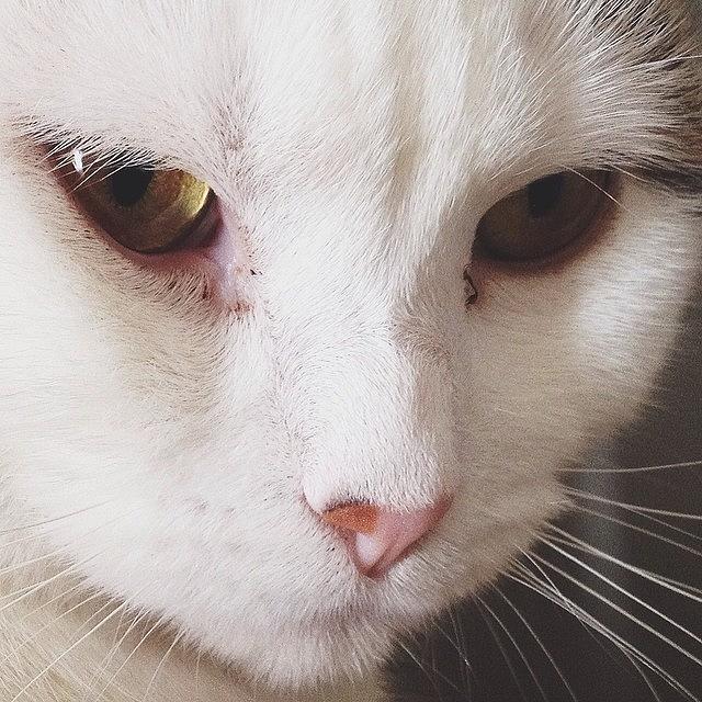 Kitty Close-up. 😽 Photograph by Patrick Lane
