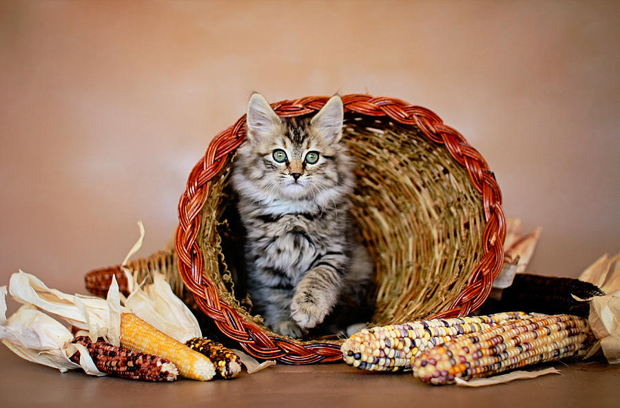 Kitty Cornucopia Animal Rescue Portraits by Andrea Borden