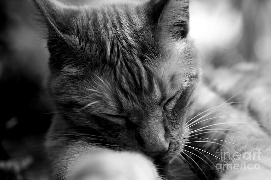 Cat Photograph - Kitty by David Rucker