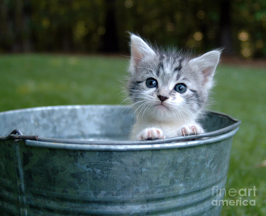 Space Photograph - Kitty in a Bucket by Jt PhotoDesign