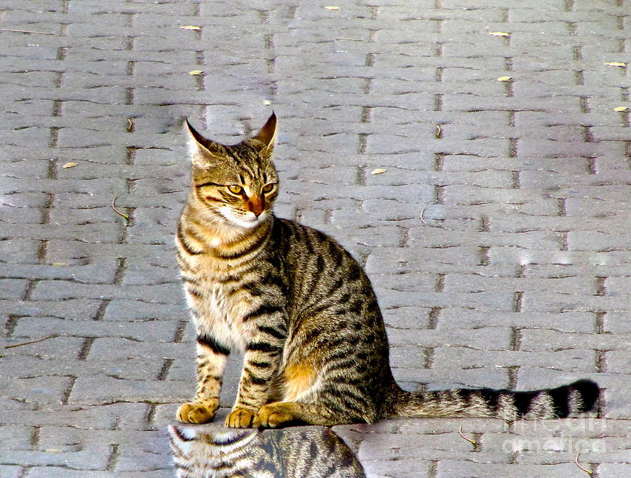 Kitty in Sevastopol Russia Photograph by Phyllis Kaltenbach