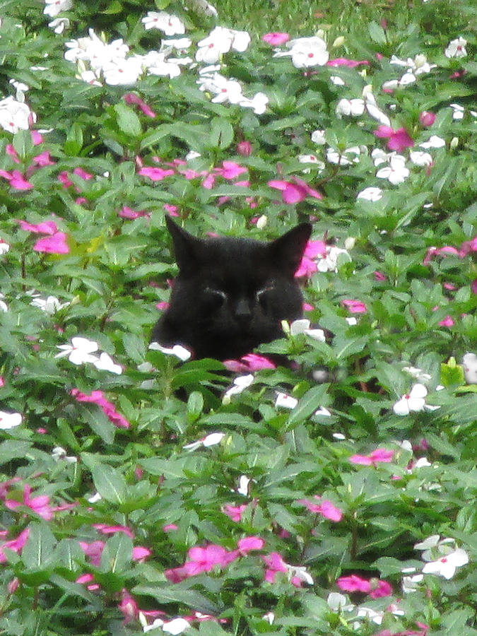 Kitty in the Garden Photograph by Alison Stein