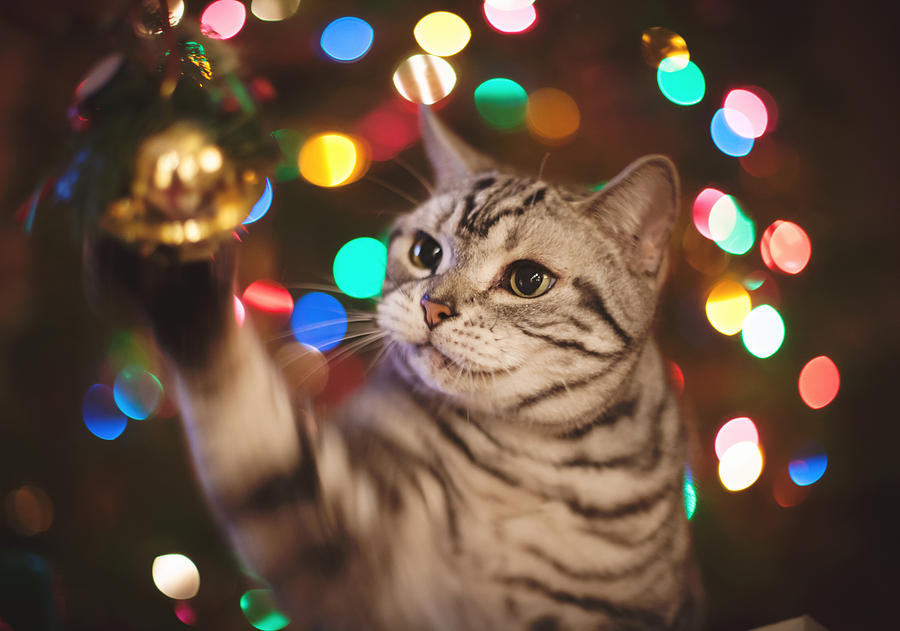 Kitty In The Lights Photograph by April Reppucci