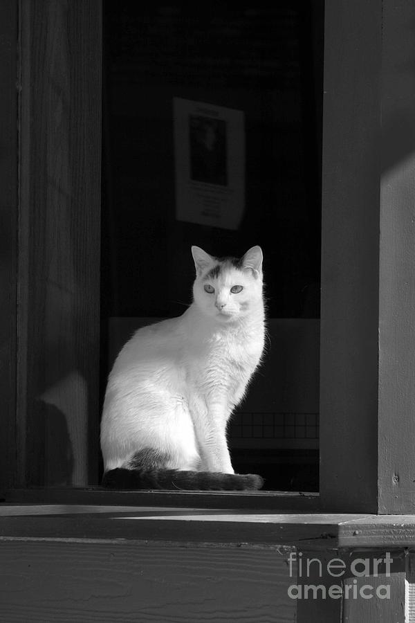 Kitty in the Window Photograph by Crystal Nederman