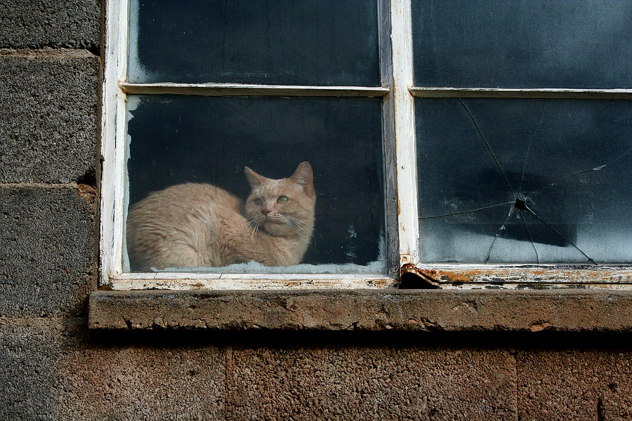 Kitty in the Window Photograph by Ric Bascobert