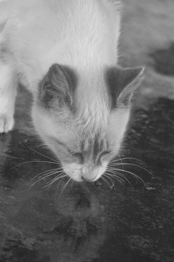 Cat Photograph - Kitty Kat Drinking by Debbie Haluka 