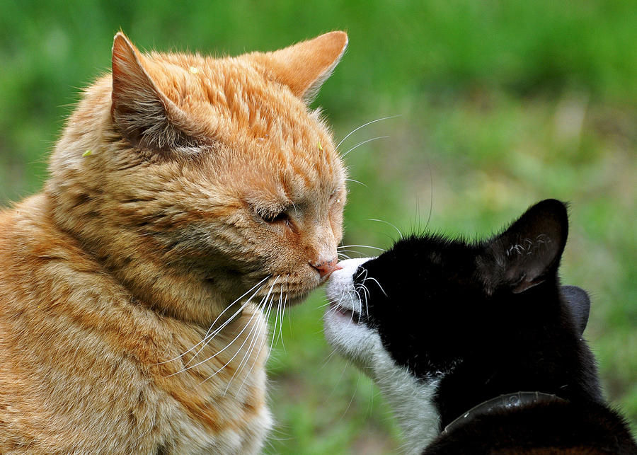 Kitty Kisses Photograph By Mary Anne Williams - Fine Art America