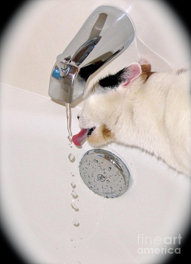 Kitty Likes Those Water Drops Photograph by Phyllis Kaltenbach