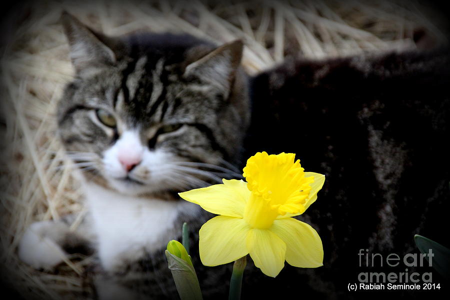 Kitty Loves Spring Photograph by Rabiah Seminole