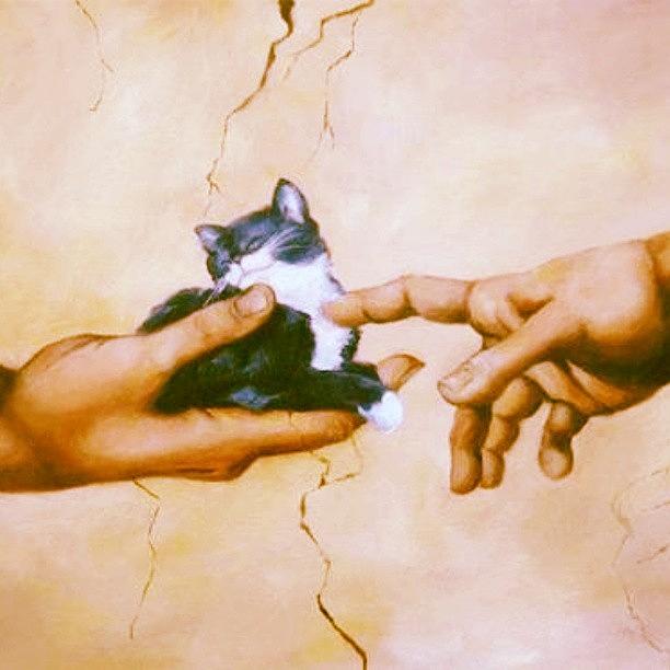 Cat Photograph - #kitty Nom. #god #hands #cat #art by Farhad Karkaria