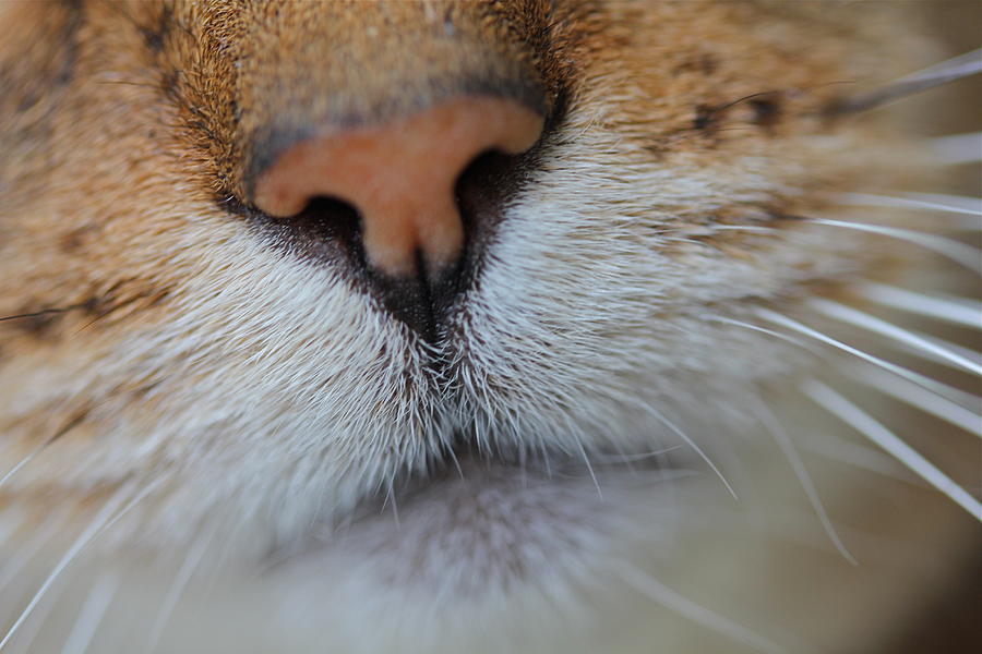 Kitty nose Photograph by Sheryl Bergman - Fine Art America