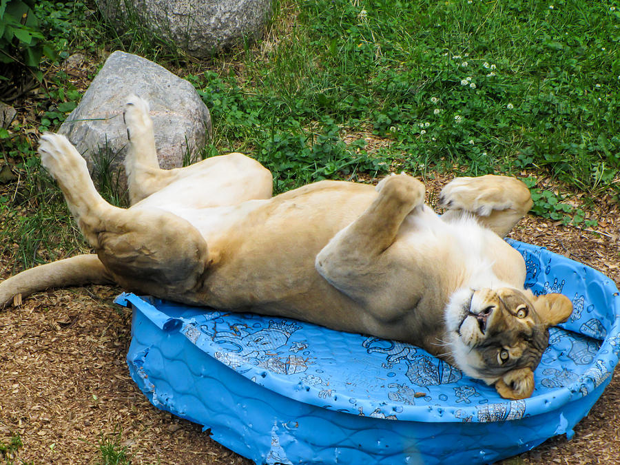 kitty pool