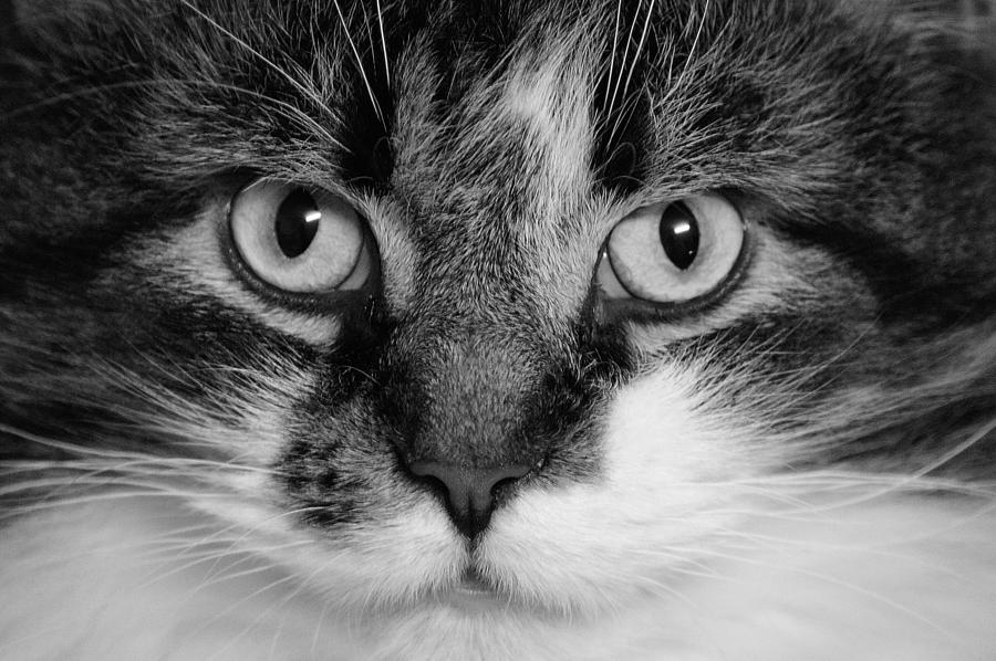 Kitty Portrait in Black and White Photograph by Joan Han
