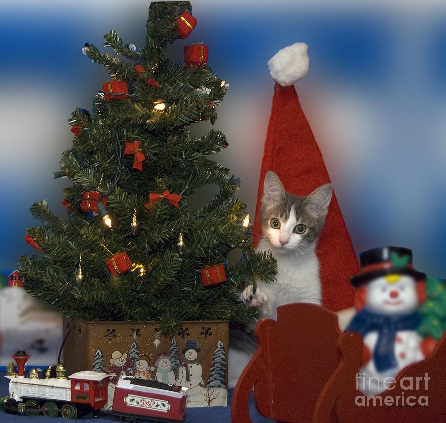 Kitty Says Have A Happy Holiday Photograph by Thomas Woolworth - Fine ...