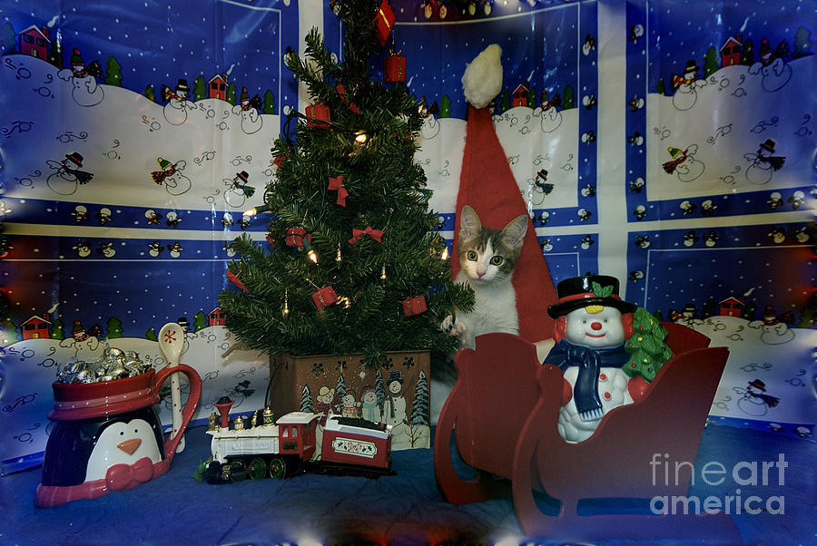 Penguin Photograph - Kitty Says Merry Xmas by Thomas Woolworth
