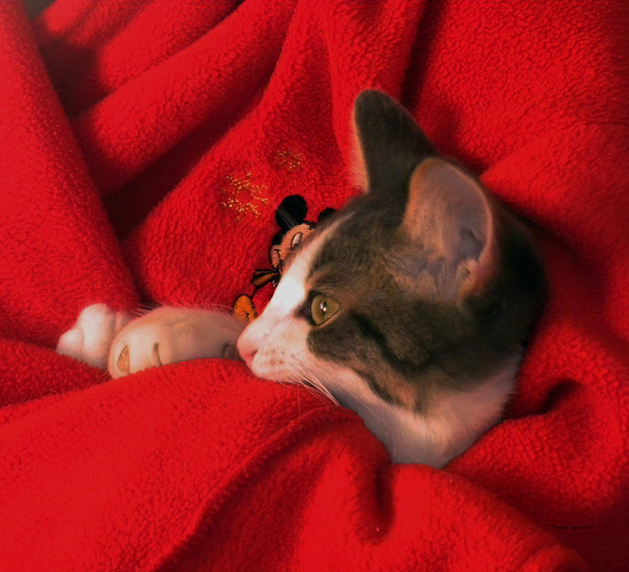 Animal Photograph - Kitty snuggled up with Mr Mouse by Thomas Woolworth