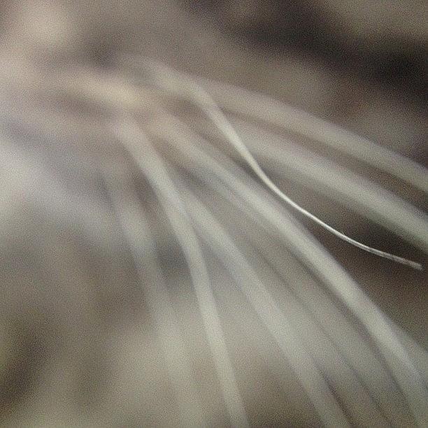 Kitty Whiskers Photograph by Emmy Vesta