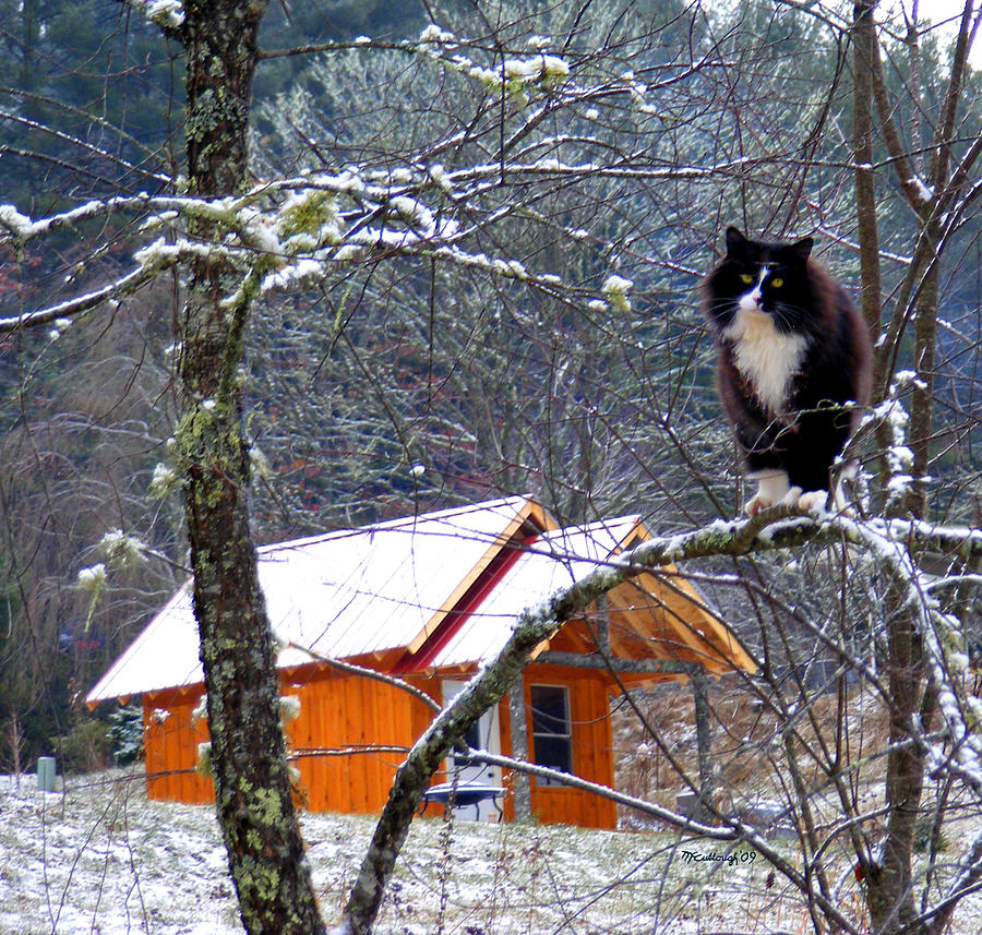Kittycat and Cabin in the Snow Photograph by Duane McCullough