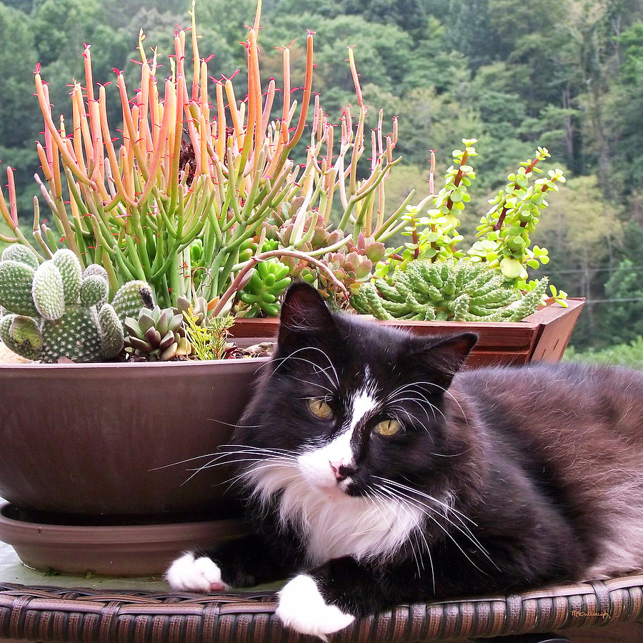 Kittycat by the Plants Photograph by Duane McCullough