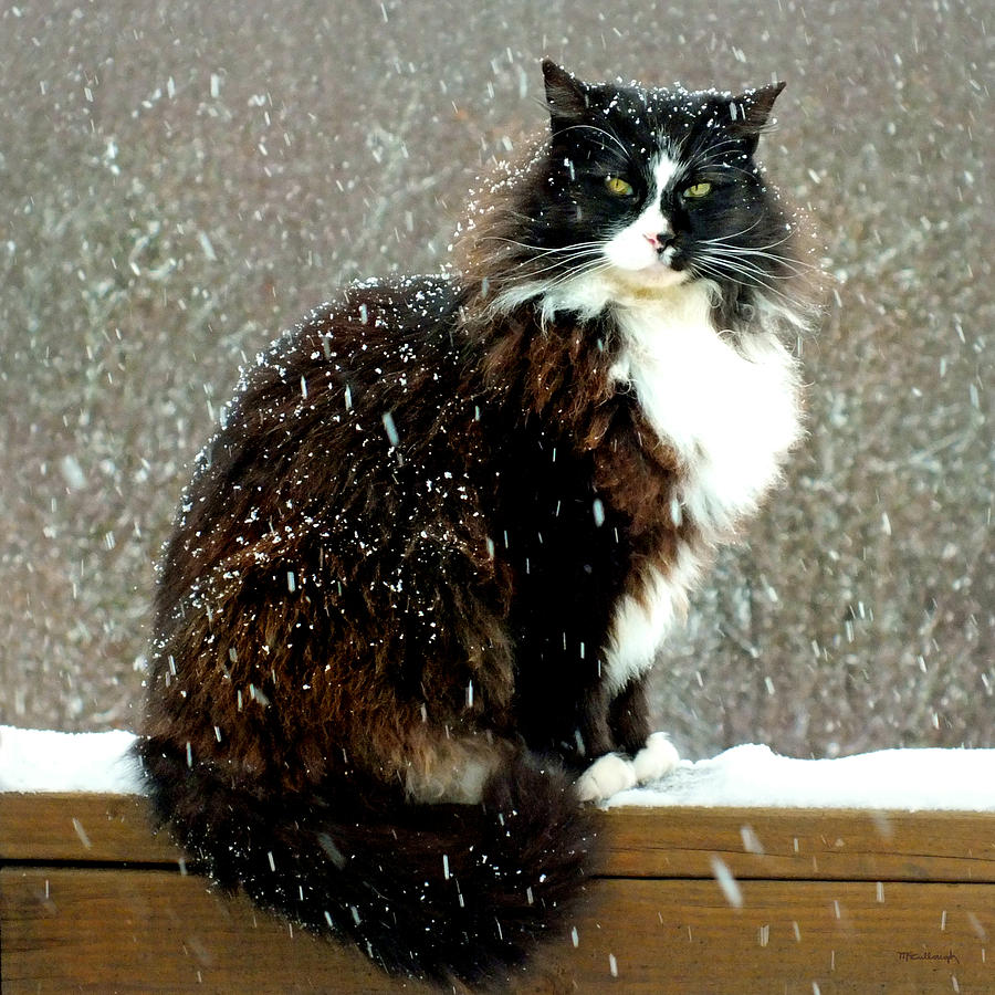 Kittycat in the Snow on the Fence Photograph by Duane McCullough