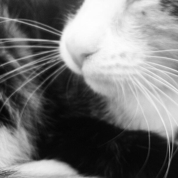 #kittynose Photograph by Holly Ward