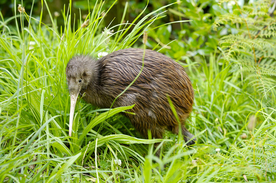 Kiwi at the Wellington Zoo. Photograph by Oliver Strewe