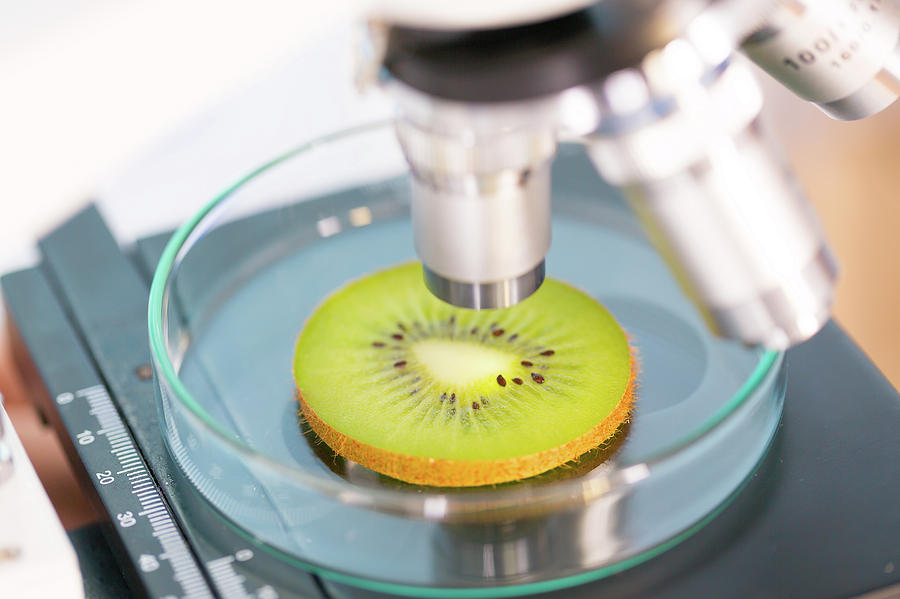 Kiwi Fruit Being Examined Photograph by Science Photo Library Kiwi Fruit Being Examined Photograph by Science Photo Library