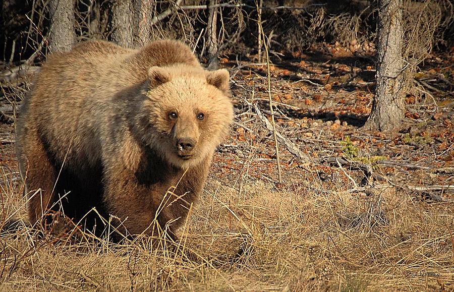 Brown Bear Photograph - Yukon Grizzly #3 by Dyle   Warren