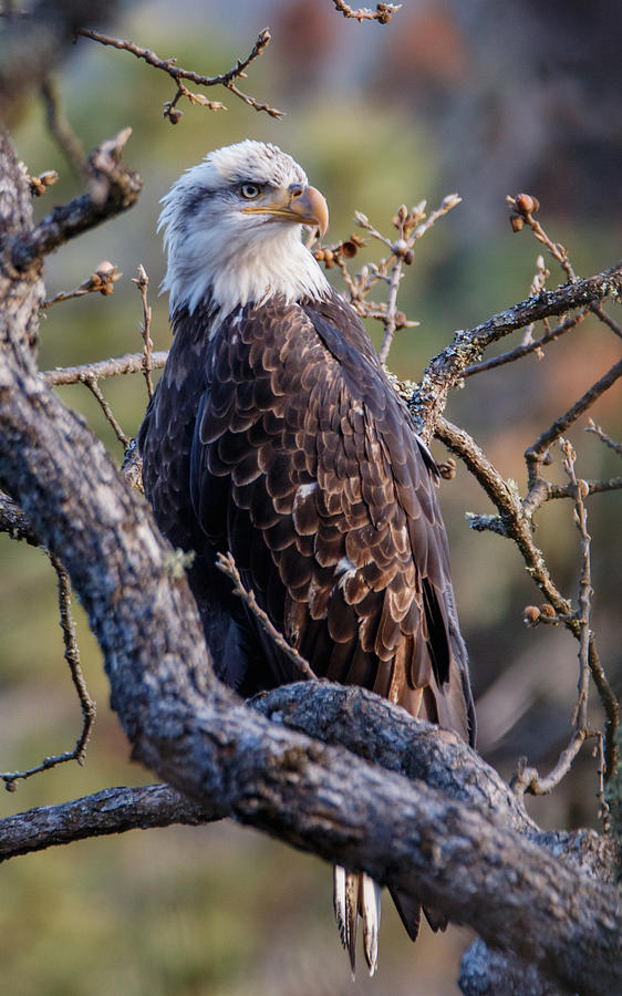 Klickitat Eagle Photograph by Angie Vogel
